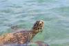 turtle.jpeg