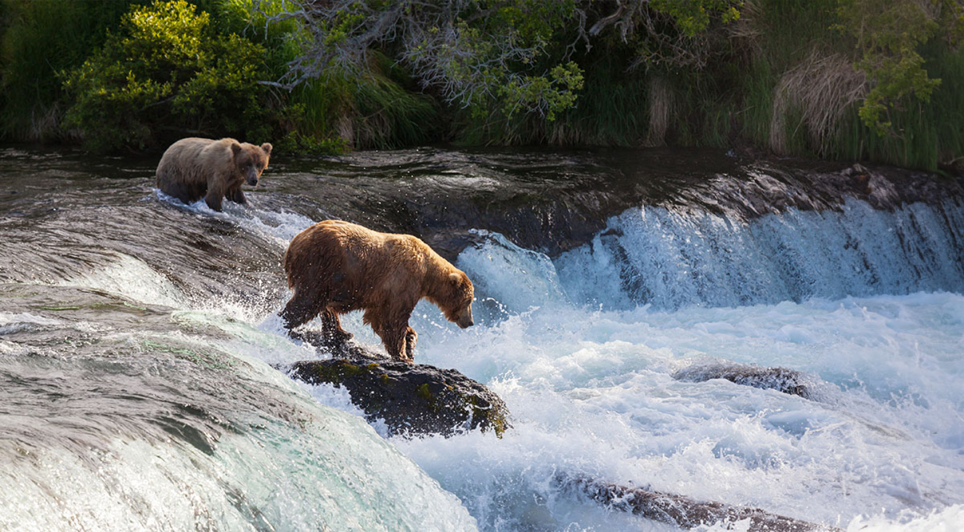 10 Tips For Unexpected Wildlife Encounters